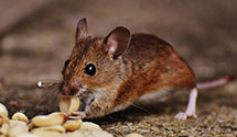 food-processing-facility-pest-control Experts in Rentiesville